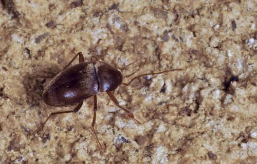 Bathysciella jeanneli
